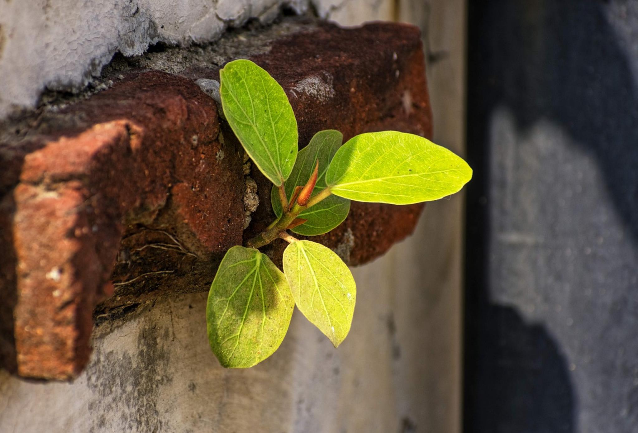 seedling growing in wall